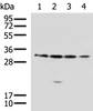 Western blot analysis of 293T A549 Jurkat 231 cell lysates  using RCHY1 Polyclonal Antibody at dilution of 1:650