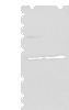 Western blot analysis of HEPG2 cell and Human testis tissue lysates  using PRKAR2A Polyclonal Antibody at dilution of 1:550