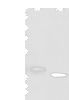 Western blot analysis of A172 cell and mouse kidney tissue  using LRRC19 Polyclonal Antibody at dilution of 1:450