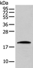 Western blot analysis of HEPG2 cell  using CNPY2 Polyclonal Antibody at dilution of 1:300