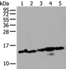 Western blot analysis of 293T and Hela cell lysates  using HIST1H3A Polyclonal Antibody at dilution of 1:300