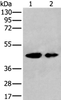 Western blot analysis of A549 and HEPG2 cell lysates  using VASP Polyclonal Antibody at dilution of 1:400