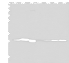 Western blot analysis of Human kidney tissue RAW264.7 cell Mouse kidney tissue Human lung tissue Human fetal liver tissue Hela and 231 cell lysates  using VTI1B Polyclonal Antibody at dilution of 1:300