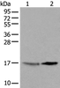 Western blot analysis of 231 cell and Human cerebrum tissue lysates  using UBE2W Polyclonal Antibody at dilution of 1:550