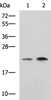 Western blot analysis of Jurkat Raji cell lysates  using CHMP6 Polyclonal Antibody at dilution of 1:1000