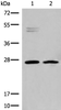 Western blot analysis of K562 and Jurkat cell lysates  using HLA-DMB Polyclonal Antibody at dilution of 1:550