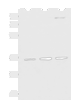 Western blot analysis of HepG2 A431 and Raji cell lysates  using STX5 Polyclonal Antibody at dilution of 1:1000
