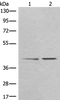 Western blot analysis of A172 and HEPG2 cell lysates  using TMEM248 Polyclonal Antibody at dilution of 1:300