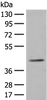 Western blot analysis of K562 cell lysate  using ERGIC3 Polyclonal Antibody at dilution of 1:400