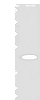 Western blot analysis of Human liver tissue lysate  using FAH Polyclonal Antibody at dilution of 1:700