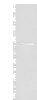 Western blot analysis of HL-60 cell lysate  using SPOCK3 Polyclonal Antibody at dilution of 1:400