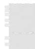 Western blot analysis of HEPG2 and Hela cell Mouse liver tissue lysates  using RPL23A Polyclonal Antibody at dilution of 1:300