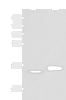 Western blot analysis of Hela and PC3 cell lysates  using ISG15 Polyclonal Antibody at dilution of 1:500