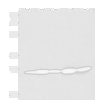 Western blot analysis of Mouse liver tissue Mouse brain tissue Rat brain tissue Rat liver tissue and Human fetal liver tissue lysates  using QDPR Polyclonal Antibody at dilution of 1:800