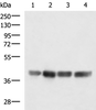 Western blot analysis of LOVO K562 Jurkat and Hela cell lysates  using MRPS35 Polyclonal Antibody at dilution of 1:900