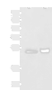Western blot analysis of Human right lower lung tissue and Human plasma solution lysates  using SIGLEC6 Polyclonal Antibody at dilution of 1:650