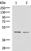 Western blot analysis of K562 and HT-29 cell lysates  using LFNG Polyclonal Antibody at dilution of 1:900