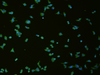 Immunofluorescence analysis of hela cell  using SLC18A3 Polyclonal Antibody at dilution of 1:50