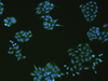 Immunofluorescence analysIs of HepG2 cell  using SLC18A3 Polyclonal Antibody at dilution of 1:50
