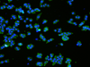 Immunofluorescence analysIs ofNCCIT cell using VMA21 Polyclonal Antibody at dilution of 1:50