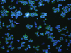 Immunofluorescence analysIs of NCCIT cell  using VNN1 Polyclonal Antibody at dilution of 1:100