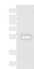 Western blot analysis of Human placenta tissue lysate  using GFRA2 Polyclonal Antibody at dilution of 1:400