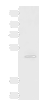 Western blot analysis of Rat heart tissue lysate  using PDK4 Polyclonal Antibody at dilution of 1:600