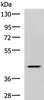 Western blot analysis of Hela cell lysate  using SYT2 Polyclonal Antibody at dilution of 1:800