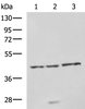 Western blot analysis of RAW264.7 cell Rat brain tissue and Mouse brain tissue lysates  using NDRG4 Polyclonal Antibody at dilution of 1:650