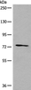 Western blot analysis of 293T cell lysate  using NFKBIZ Polyclonal Antibody at dilution of 1:500