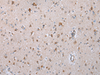 Immunohistochemistry of paraffin-embedded Human brain tissue  using COX7C Polyclonal Antibody at dilution of 1:40(×200)