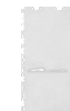 Western blot analysis of Mouse brain tissue and Raji cell lysates  using KRTAP11-1 Polyclonal Antibody at dilution of 1:400