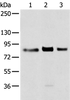 Western blot analysis of 293T cell  using TBX3 Polyclonal Antibody at dilution of 1:200