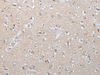 Immunohistochemistry of paraffin-embedded Human brain tissue  using GZMM Polyclonal Antibody at dilution of 1:25(×200)