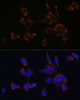 Immunofluorescence analysis of NIH/3T3 cells using Perforin Polyclonal Antibody at dilution of  1:100. Blue: DAPI for nuclear staining.