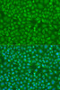Immunofluorescence analysis of U2OS cells using IRF7 Polyclonal Antibody at dilution of  1:100. Blue: DAPI for nuclear staining.