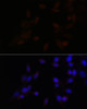 Immunofluorescence analysis of HeLa cells using ATF4 Polyclonal Antibody at dilution of  1:100. Blue: DAPI for nuclear staining.