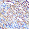 Immunohistochemistry of paraffin-embedded Rat kidney using BCL2L1 Polyclonal Antibody at dilution of  1:100 (40x lens).