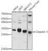 Western blot analysis of extracts of various cell lines using Caspase-3 Polyclonal Antibody at dilution of 1:1000.