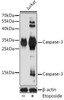 Western blot analysis of extracts of Jurkat cells using Caspase-3 Polyclonal Antibody at dilution of 1:1000.