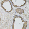Immunohistochemistry of paraffin-embedded Human prostate using Caspase-12 Polyclonal Antibody at dilution of  1:100 (20x lens).
