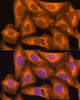 Immunofluorescence analysis of U-2 OS cells using Caspase-12 Polyclonal Antibody at dilution of  1:100 (40x lens). Blue: DAPI for nuclear staining.