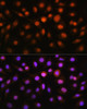 Immunofluorescence analysis of L929 cells using DDIT3 / CHOP Polyclonal Antibody at dilution of  1:100. Blue: DAPI for nuclear staining.