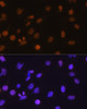 Immunofluorescence analysis of C6 cells using DDIT3 / CHOP Polyclonal Antibody at dilution of  1:100. Blue: DAPI for nuclear staining.