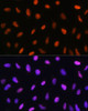 Immunofluorescence analysis of U2OS cells using DDIT3 / CHOP Polyclonal Antibody at dilution of  1:100. Blue: DAPI for nuclear staining.