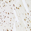 Immunohistochemistry of paraffin-embedded Mouse heart using MAPK3 Polyclonal Antibody at dilution of  1:100 (40x lens).