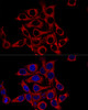 Confocal immunofluorescence analysis of Hela cells using GRP78 / BiP Polyclonal Antibody at dilution of  1:200. Blue: DAPI for nuclear staining.