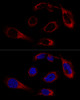 Confocal immunofluorescence analysis of U-2OS cells using GRP78 / BiP Polyclonal Antibody at dilution of  1:200. Blue: DAPI for nuclear staining.