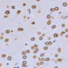 Immunohistochemistry of paraffin-embedded Rat brain using Lamin A/C Polyclonal Antibody at dilution of  1:200 (40x lens).