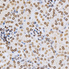 Immunohistochemistry of paraffin-embedded Mouse kidney using Lamin A/C Polyclonal Antibody at dilution of  1:200 (40x lens).
